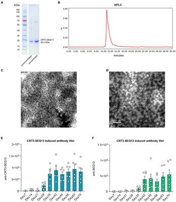 Combination therapy of therapeutic antibody and vaccine or entecavir in HBV carrier mice